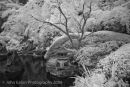 Japanese Gardens #1